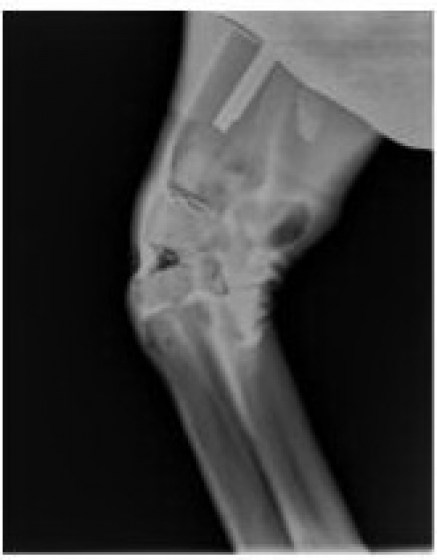 VSI14-Radiologick&aacute; předn&iacute; končetina koně-RTG3